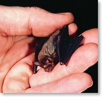 Kittis hognose - smallest bat